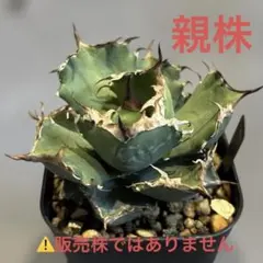 2026年最新】アガべ黒犀牛の人気アイテム - メルカリ