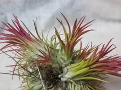 Tillandsia ionantha two tone twotone