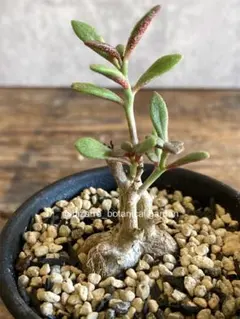 2025年最新】チレコドンの人気アイテム - メルカリ