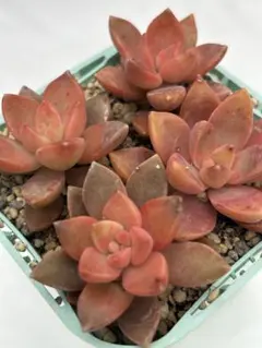 りぺっち様 リクエスト 4点 まとめ商品