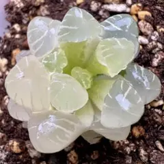 チ*ん様 多肉植物 ハオルチア オブツーサ 白肌 透明感 ボリューム株