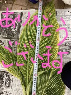 ALOHA SHOWER様確認専用ページです