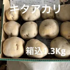 北海道産 じゃがいも 種芋 キタアカリ サイズS〜SS 1.0kg前後 24玉位