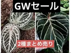 2026年最新】レアアンスリウムの人気アイテム - メルカリ