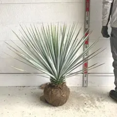 2025年最新】ユッカ リギダの人気アイテム - メルカリ