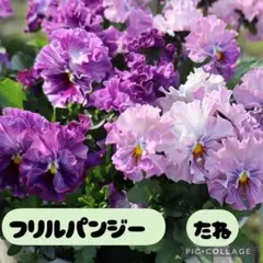 フリルパンジーの種15粒＋αのサムネイル