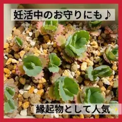 子宝草 抜き苗15本 小株付きあり♪ 妊活 縁起物 多肉植物 マザーリーフ