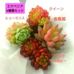 ①多肉植物エケベリア4種類セット抜き苗　金魚姫含む　アエオニウム