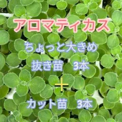 アロマティカス 抜き苗3本 + カット苗3本