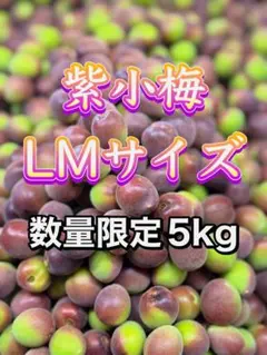 和歌山県産　生産地域限定　【希少品種 】紫小梅　5Kg みかんキング