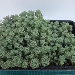 多肉植物　プロリフィカ　トレーごと発送のサムネイル