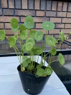 ウォーターマッシュルームの苗 - メルカリ