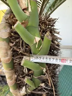 モンステラ　デリシオーサ　天芽　茎5cmのサムネイル