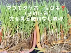 【マコモタケ　真菰(まこも)の大苗　12本 (育て方の説明書付き)】 マコモタケ 真菰(まこも)の大苗 12本 (育て方の説明書付き)】 - メルカリ