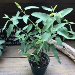 ★レモンユーカリ♡即完売♡シトリオドラ♡ユーカリ♡アロマや虫除けに♡ガーデニング