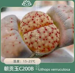 2025年最新】リトープス 朝貢玉の人気アイテム - メルカリ