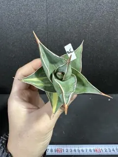 牛乳様 リクエスト 2点 まとめ商品