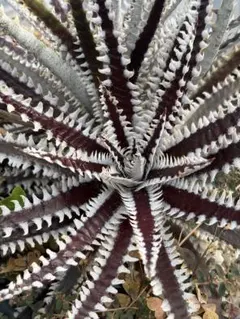 Dyckia ‘Black Trident’ ディッキア　Amazonico Dyckia 'Black Trident' ディッキア Amazonico - メルカリ