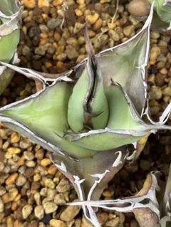 七夕セール アガベ チタノタ ハデス② 安心の発根済 鉢植え発送 - メルカリ