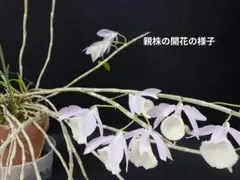 デーボシ様 リクエスト 4点 まとめ商品