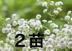 宿根草 多年草 八重咲き かすみ草 2苗