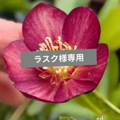 ぽ*た様 クリスマスローズ 大木ナーセリー ブラウン系ミスティーク 株分け ひなっち様専用 クリスマスローズ 種 艶ミスティークsd 大木ナーセリー