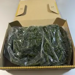 【宅急便コンパクト満杯】アナカリス（オオカナダモ）長さバラバラ