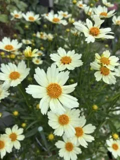 雪白柳葉友禅菊(セツパクヤナギバユウゼンキク)白い花の苗 - メルカリ