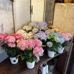 特選】 アジサイ 5寸8種8鉢 紫陽花 底面灌水鉢 - メルカリ