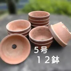 植木鉢　盆栽　多肉植物　山野草　陶器鉢　まとめ売り　茶のサムネイル