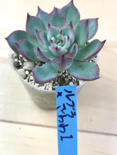 2025年最新】おらいさん苗 青札の人気アイテム - メルカリ