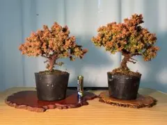 2026年最新】八房杉の人気アイテム - メルカリ