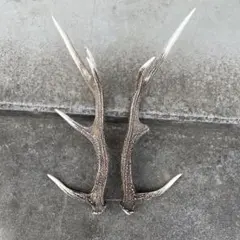 鹿の角　ニホンジカ④