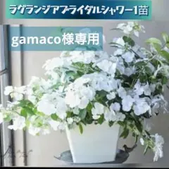 gamaco様専用　ラグランジア『ブライダルシャワー』１苗♪のサムネイル