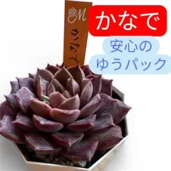 2026年最新】miya苗の人気アイテム - メルカリ