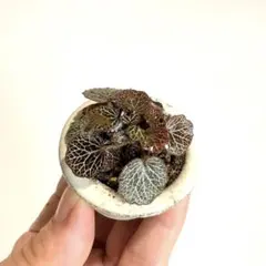 ⭐︎メルカリ便！葉脈が美しい極姫ユキノシタ　可愛らしい豆盆栽　ミニ植物7/4撮影のサムネイル