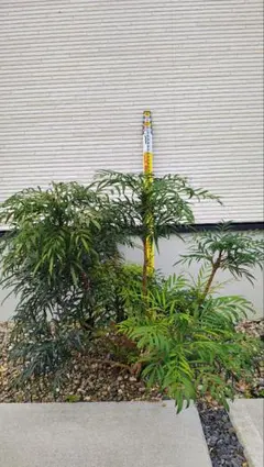 マホニア コンフューサ B 常緑樹 庭木 植木 【茨城直接引渡し可