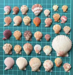 天然貝殻　天然素材　柄が素敵な貝殻セット