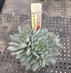 ミックスベリア　イーゲルコット　おらいさん苗　抜き苗セット　多肉植物