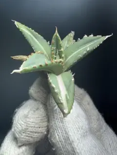 【最終値下げ】良血統 アガベ チタノタ 狼人　超極上コレクション株 ◇厳選◇アガベ・チタノタ 狼人（小株）-034｜agave titanota were wol