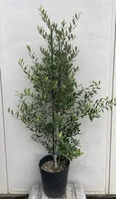現品］3番 ロシアンオリーブ 8号 庭 玄関 屋外 ヤナギバグミ 落葉樹