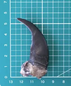 ワシミミズク 爪 本物 イーグルクロウ 剥製 - メルカリ