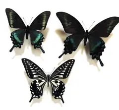 【外国産蝶標本】エレクトモンキチョウ♀2♂1/エチオピア産 外国産蝶標本】エレクトモンキチョウ♀2♂1/エチオピア産