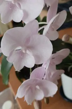 ヤムチャ様ご専用　胡蝶蘭