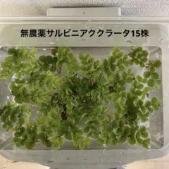 ⭐️無農薬サルビニアククラータ15株のサムネイル