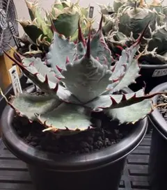 も*ん様 アガベハイブリッド 特白肌怒雷神×屈原 HU PLANTS直子株 メル