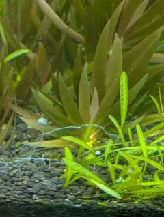 xyris sp red水中葉子株1株 水草 ADA 水槽 - メルカリ