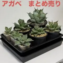 2026年最新】アガベBBの人気アイテム - メルカリ