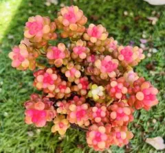 Ren☆様 ご専用　速達　おまけ付き　值引150円リクエスト 6点 まとめ商品