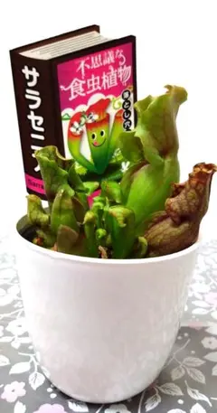✿食虫植物✿サラセニア✿苗✿正規品タグつき✿のサムネイル